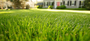 trimmed lawn