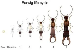 earwigs lifecycle
