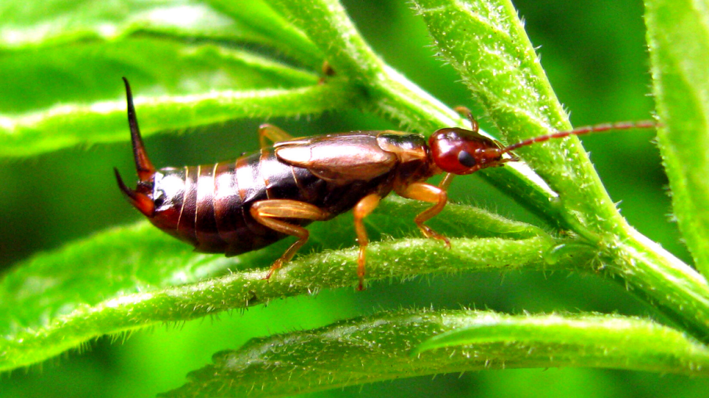 how to get rid of earwigs in your house naturally