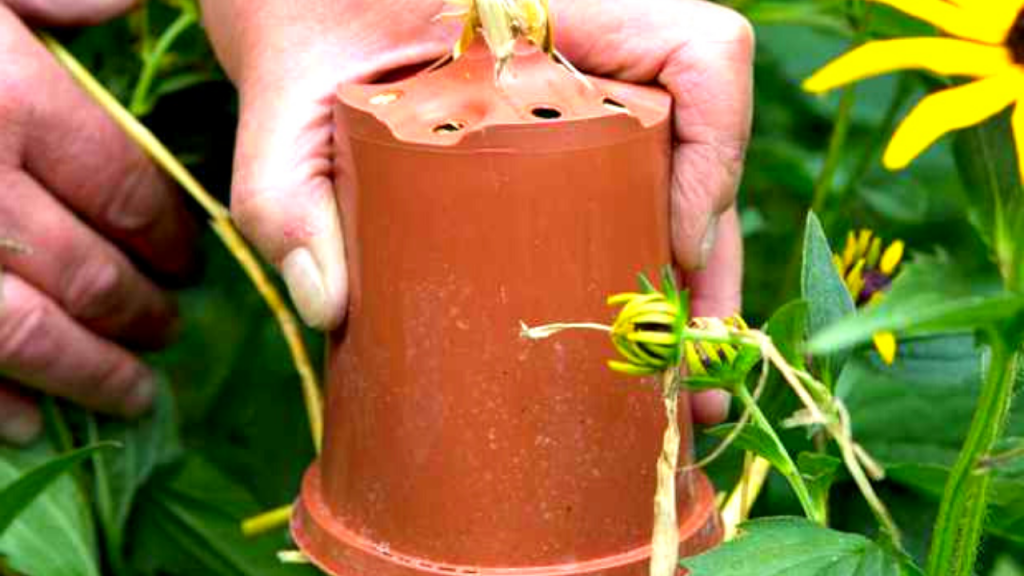 homemade earwig traps - with flower pot