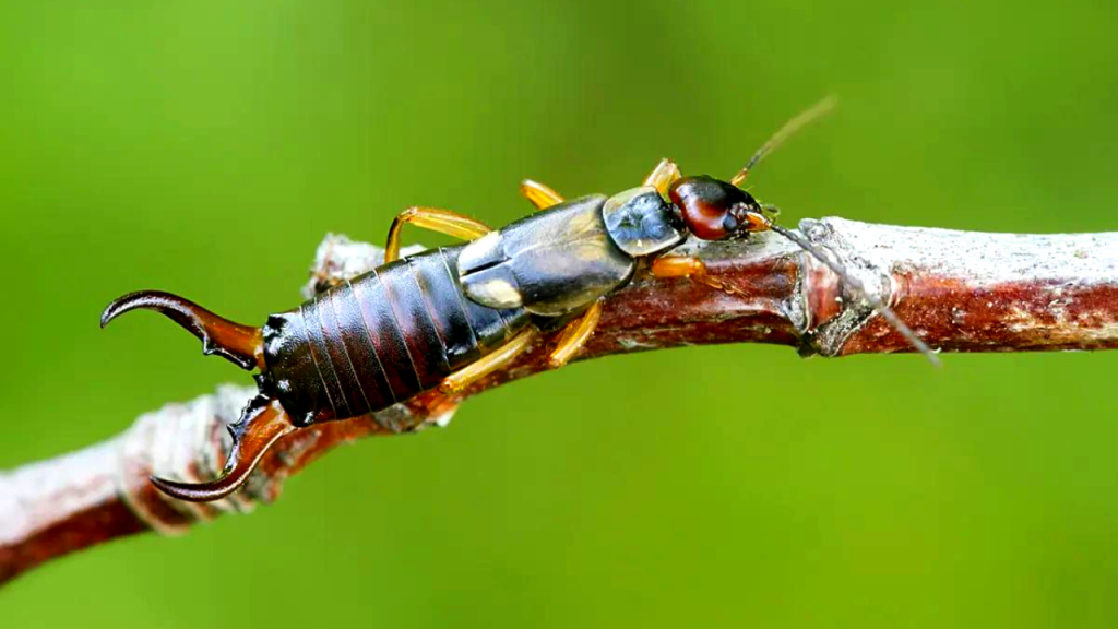 how to get rid of earwigs in your house naturally