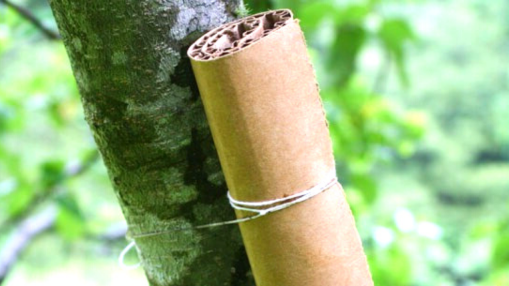 homemade earwig trap - with newspaper