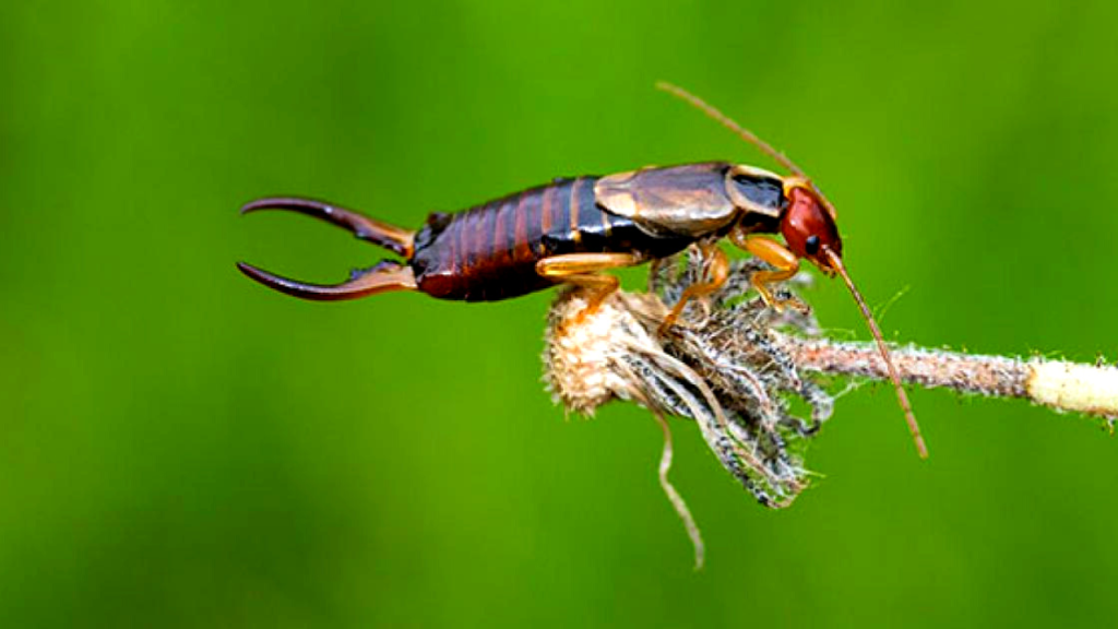 where do earwigs come from