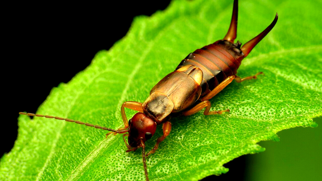 where do earwigs come from