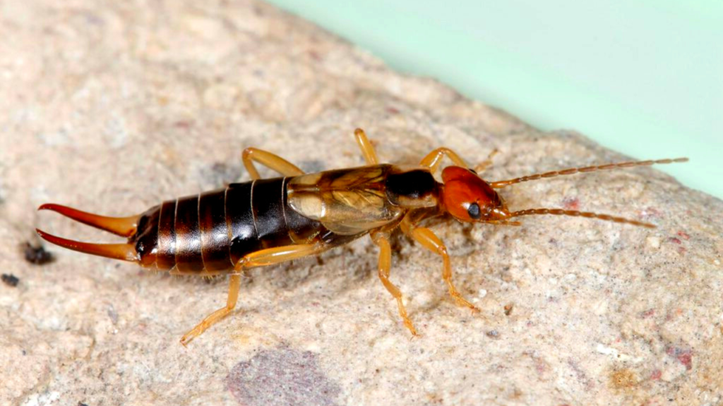 insecticide for earwigs